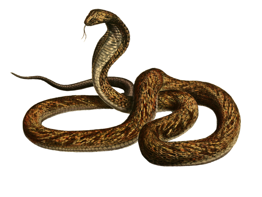 Гадюка обыкновенная на прозрачном фоне