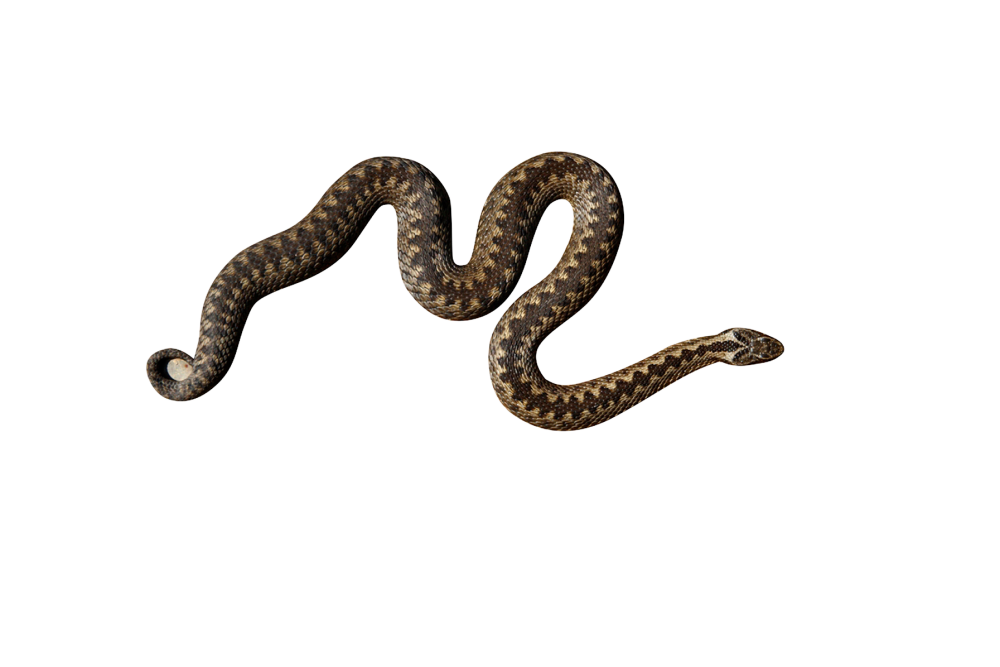 Ломкая веретеница ядовитая