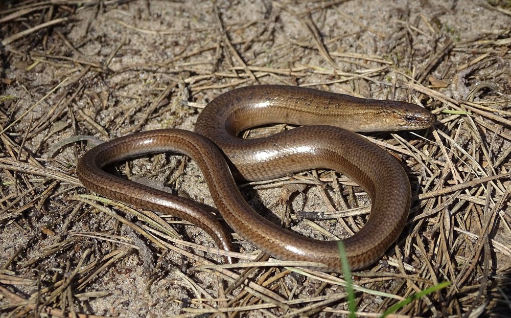 Медянка бабочка