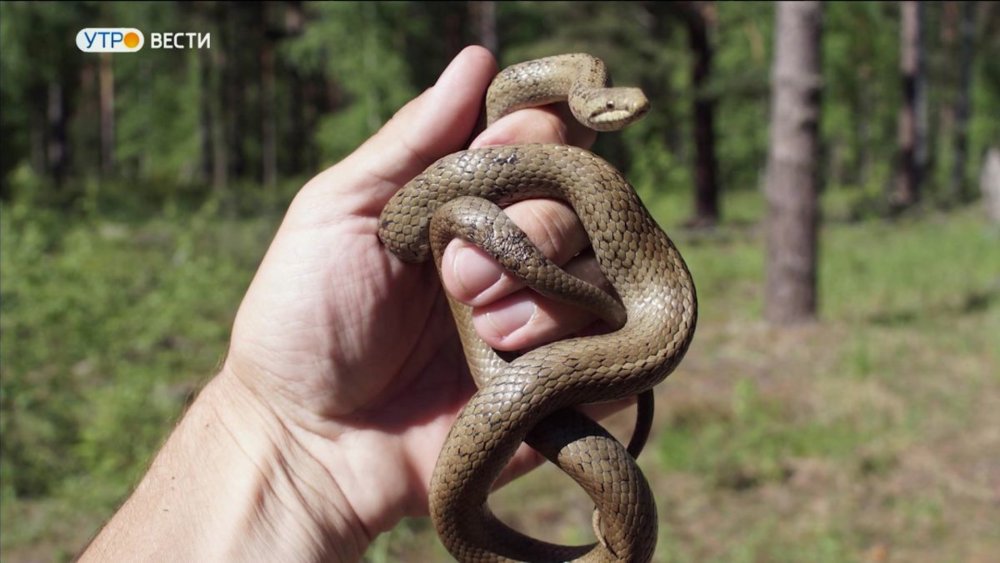 Веретеница змея Полевая