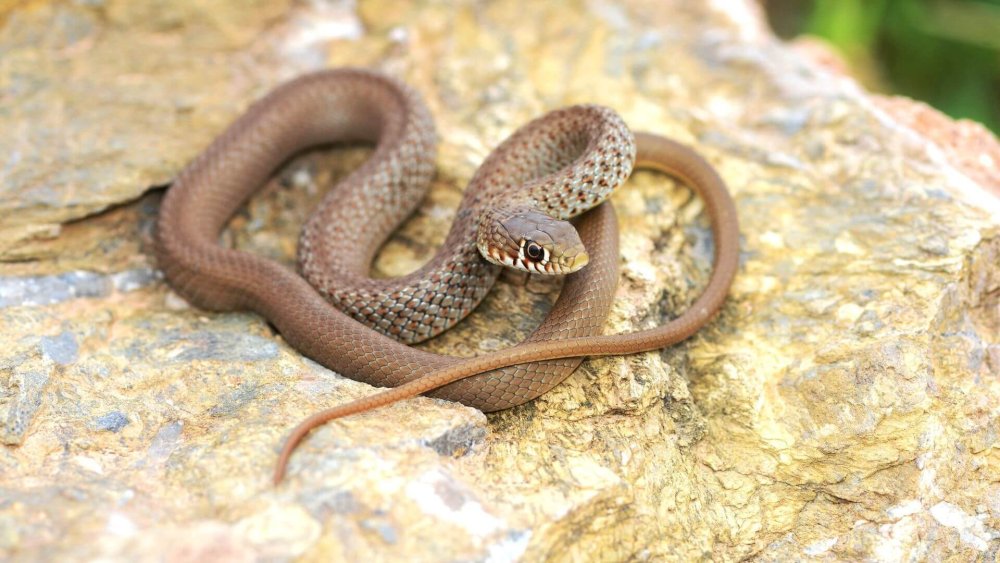 Ломкая веретеница