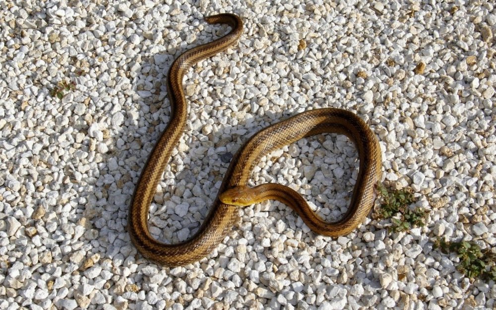 Медянка змея