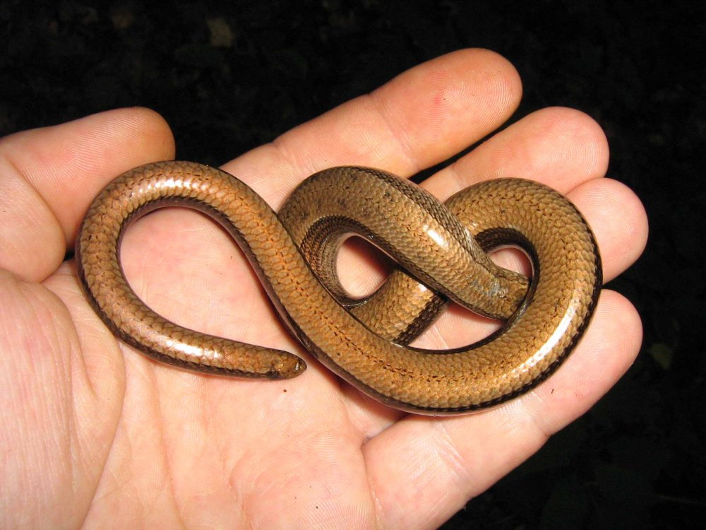 Медянка и узорчатый полоз