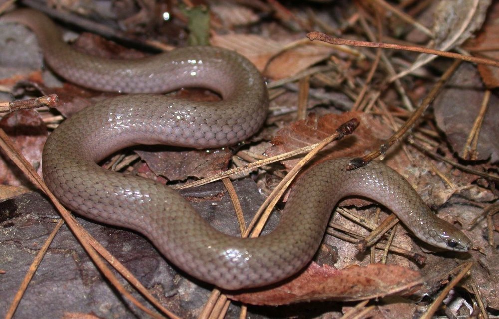 Веретеница змея ядовитая