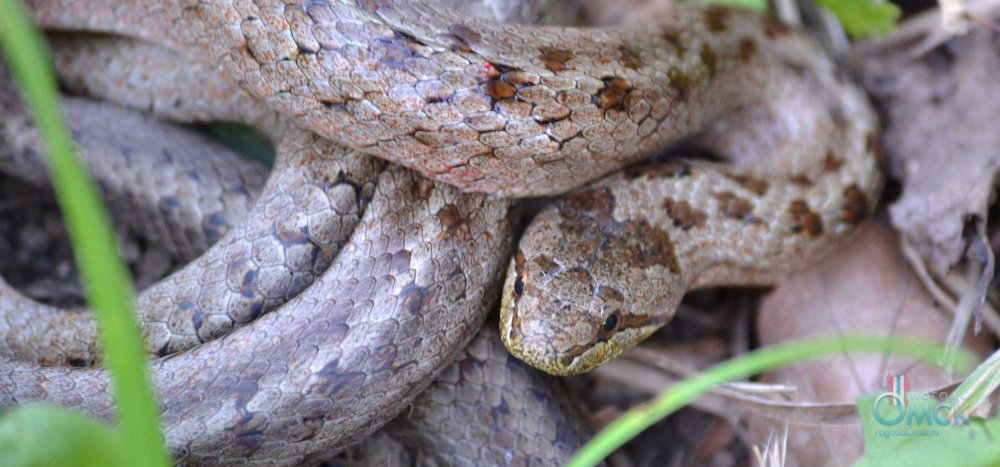 Ломкая веретеница