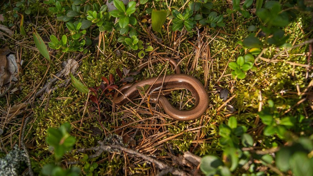 Безногая ящерица веретеница
