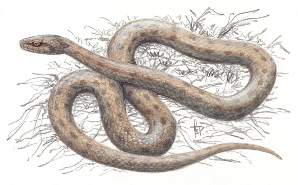 Змея туловище