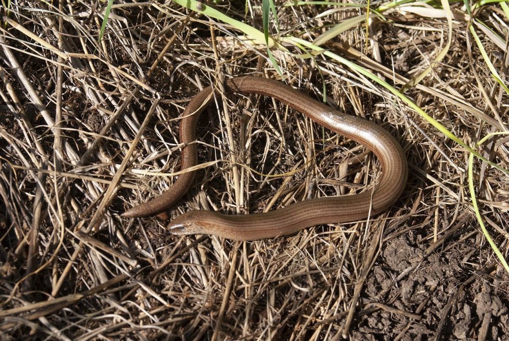 Коричневая змея