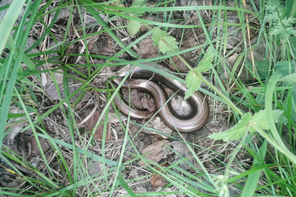 Серо коричневая змея