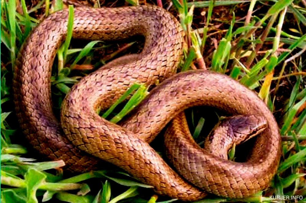 Гадюка уж медянка