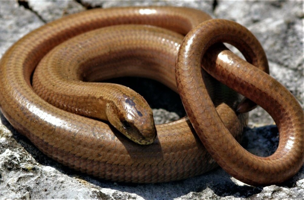 Веретеница ломкая ящерица