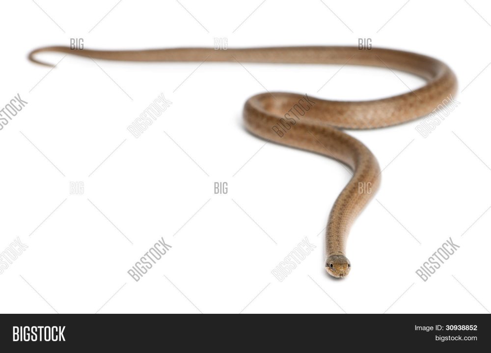 Медянка змея