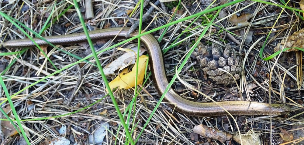 Змеи Татарстана медянка