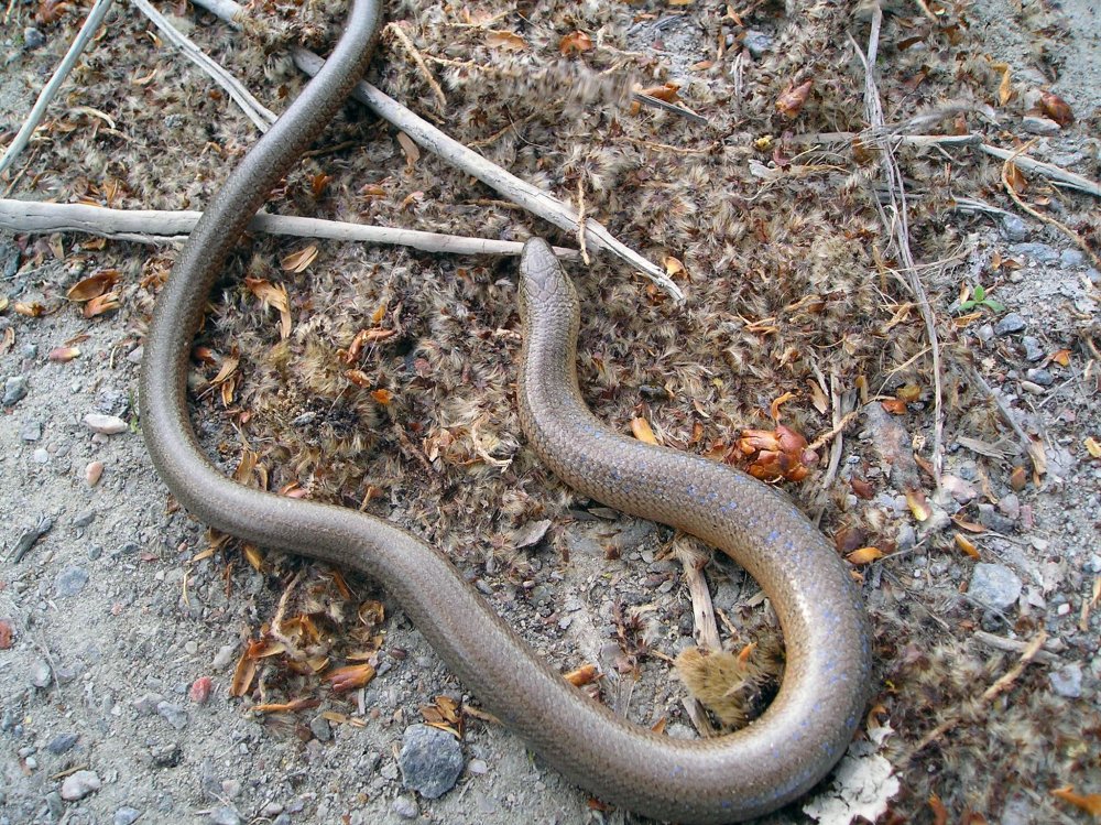 Обыкновенная гадюка медянка