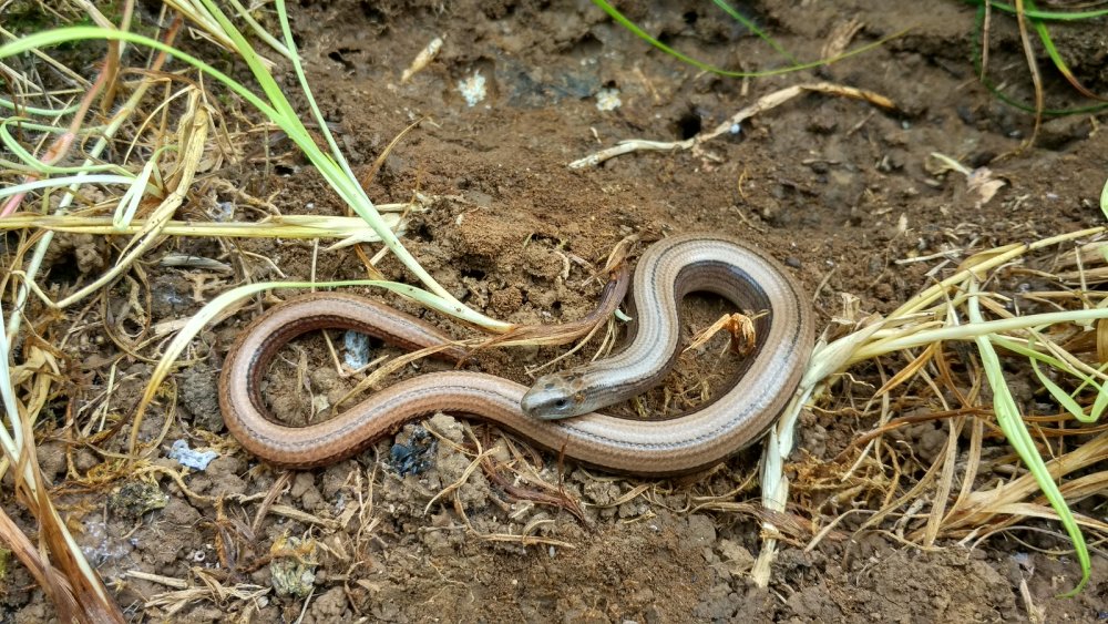 Змеи ползут по земле