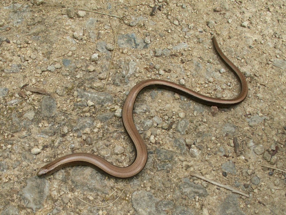 Безногая ящерица веретеница