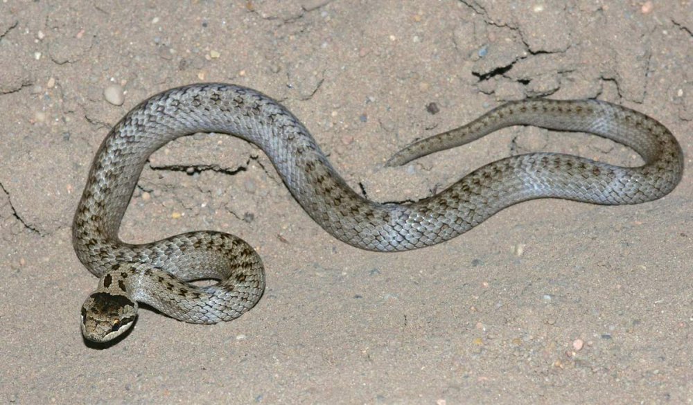 Веретеница и медянка