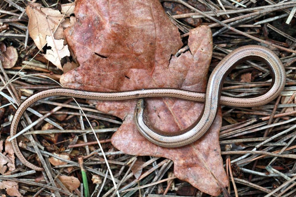 Медянка змея