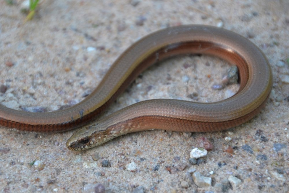 Змея гадюка