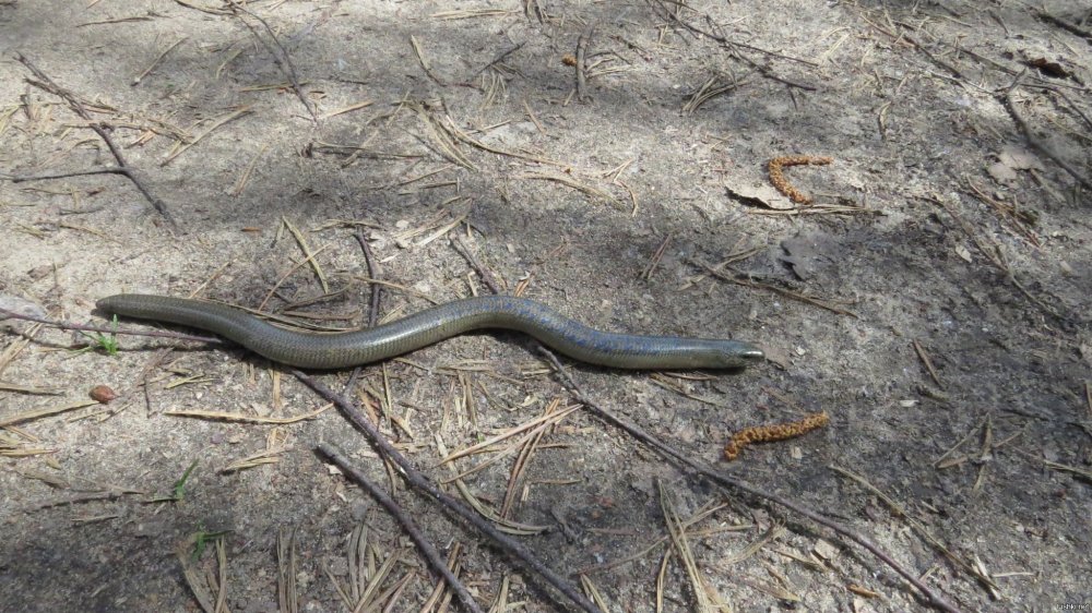 Ауг медянка