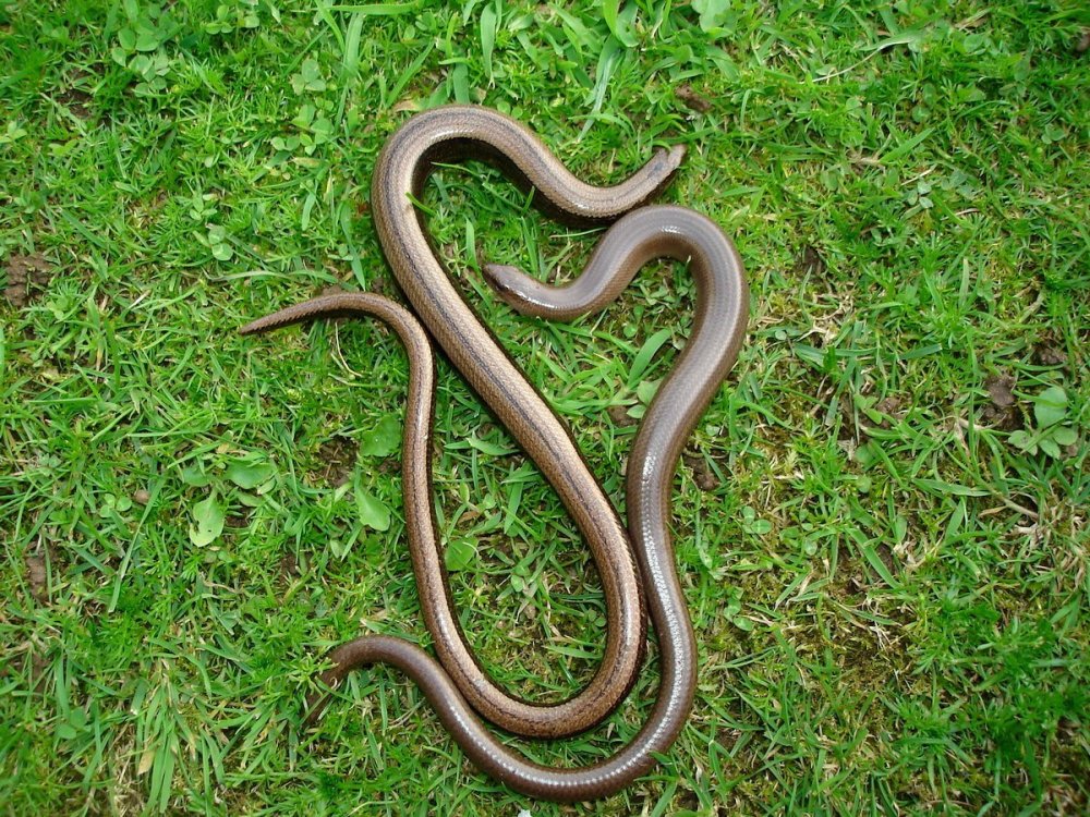 Жирондская медянка