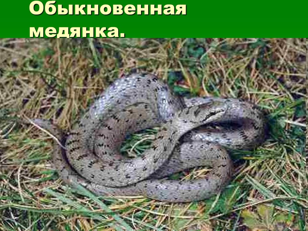 Ящерица веретеница Подмосковье