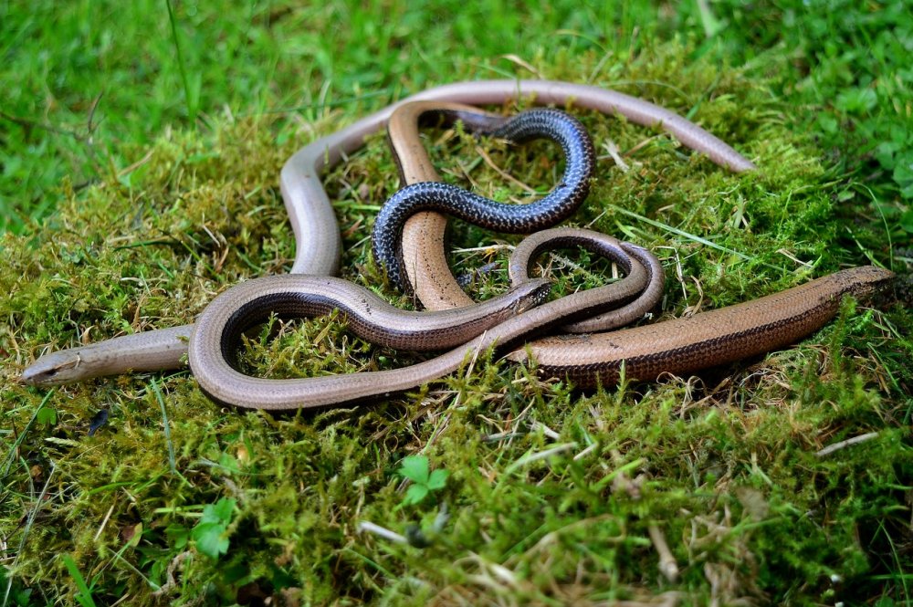 Безногая ящерица веретеница медянка