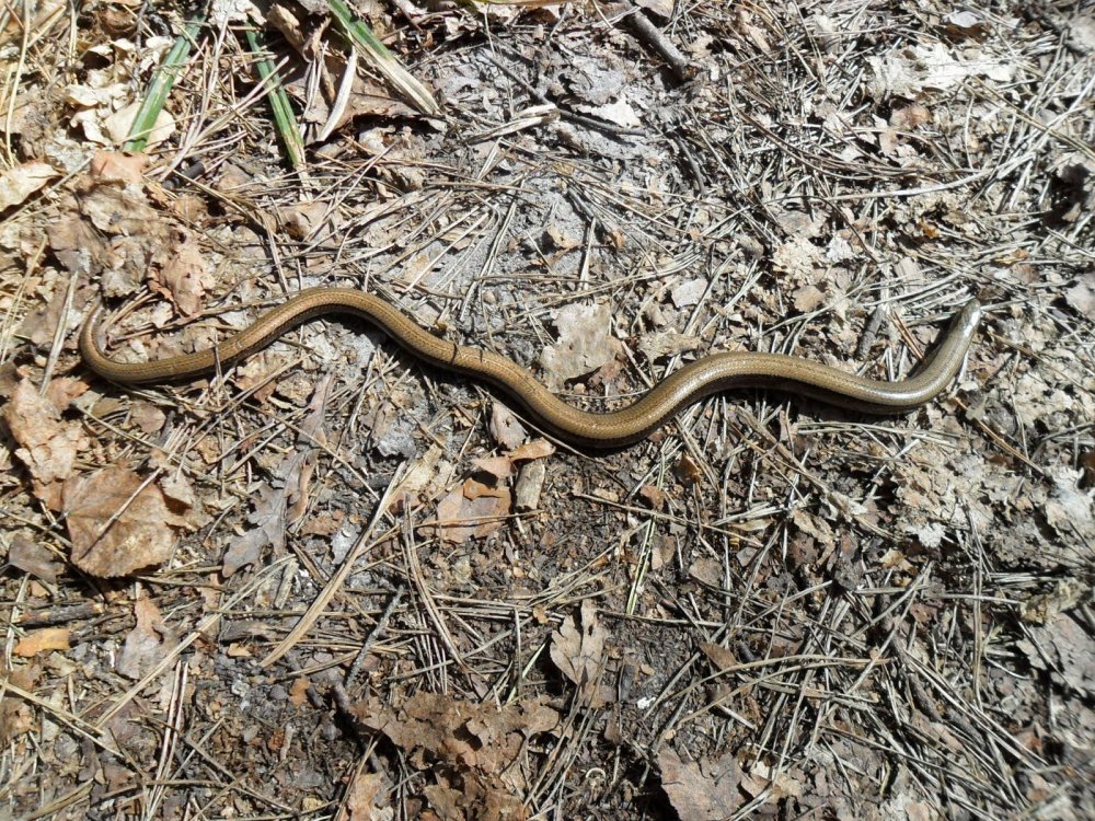 Веретеница слепой червь