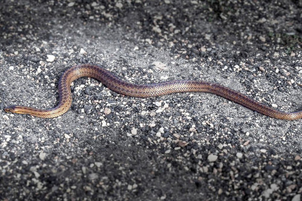 Веретеница и медянка