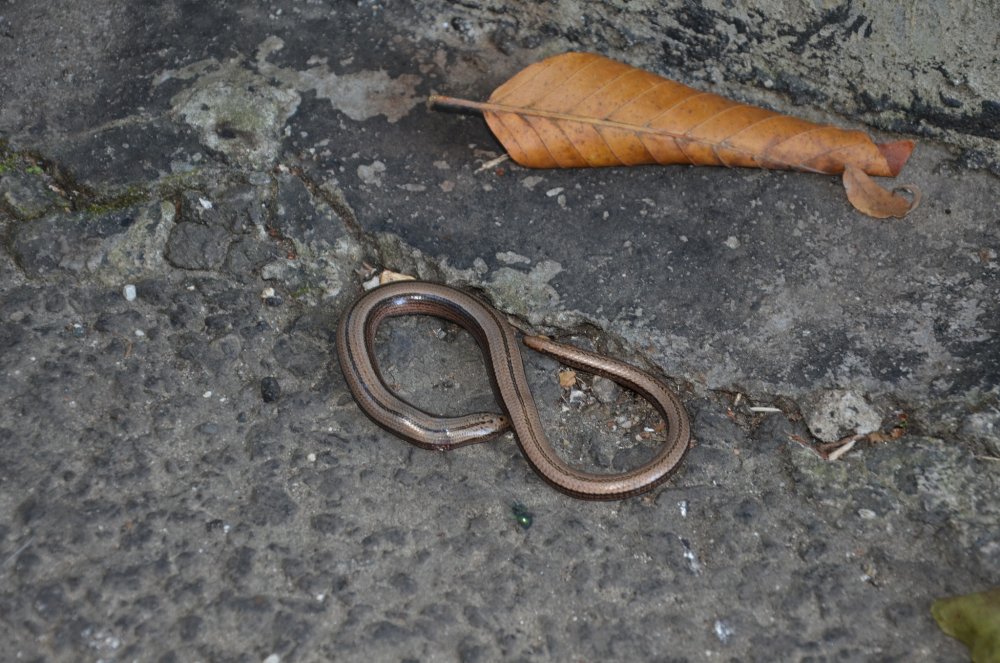 Гадюка светло коричневая