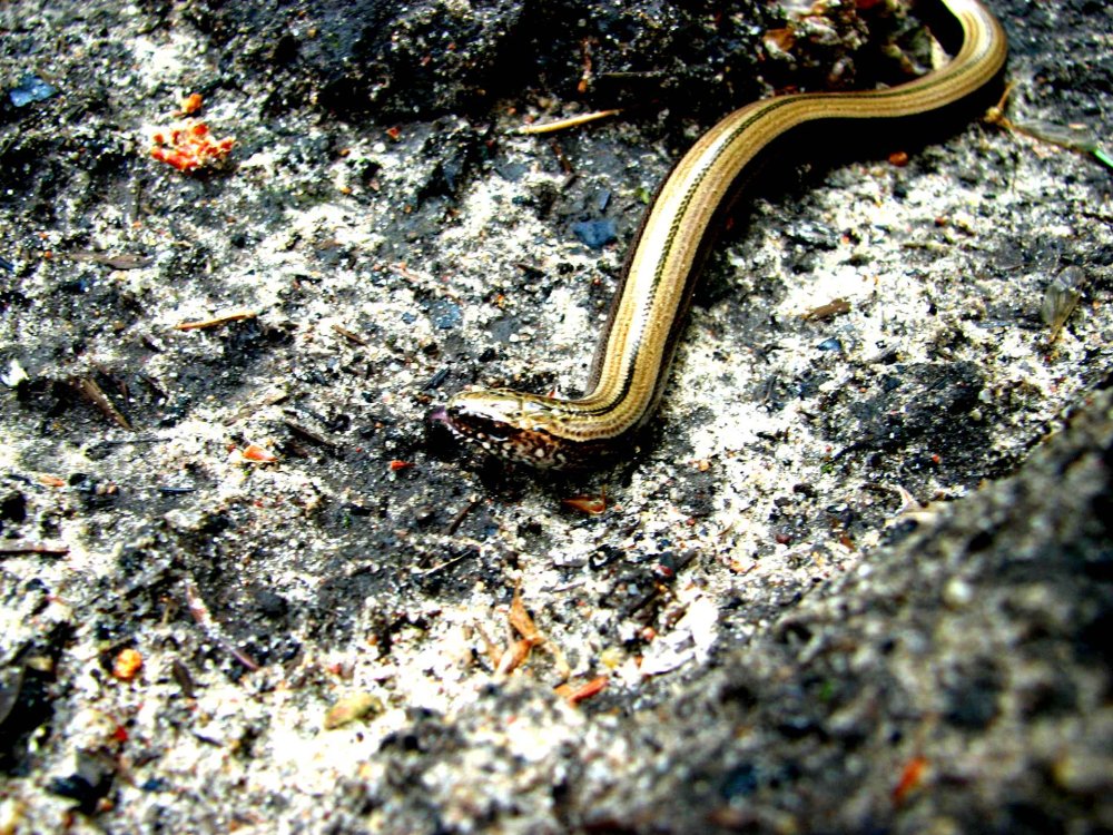 Змея медянка серебристая