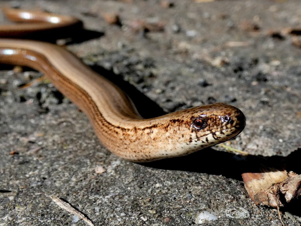 Змеи Карелии медянка