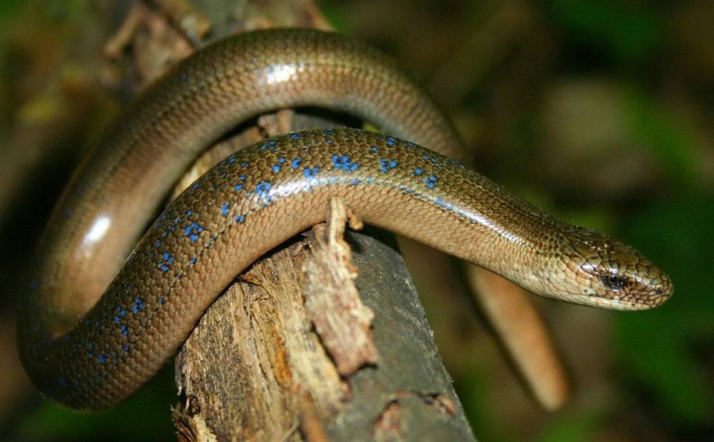 Ядовитые змеи Башкирии