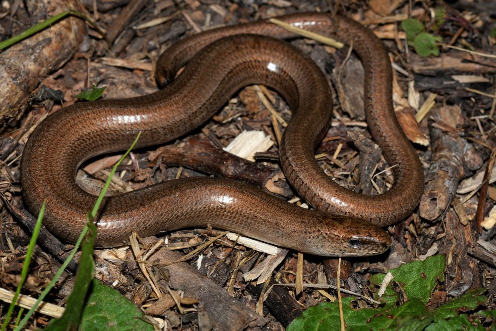 Колхидская веретеница