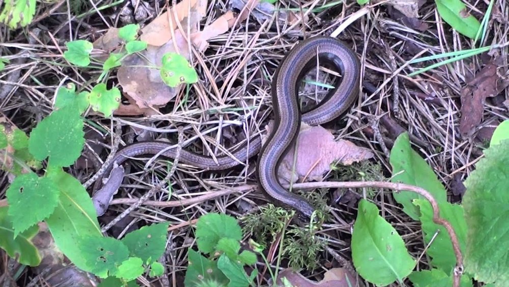 Ангуис фрагилис