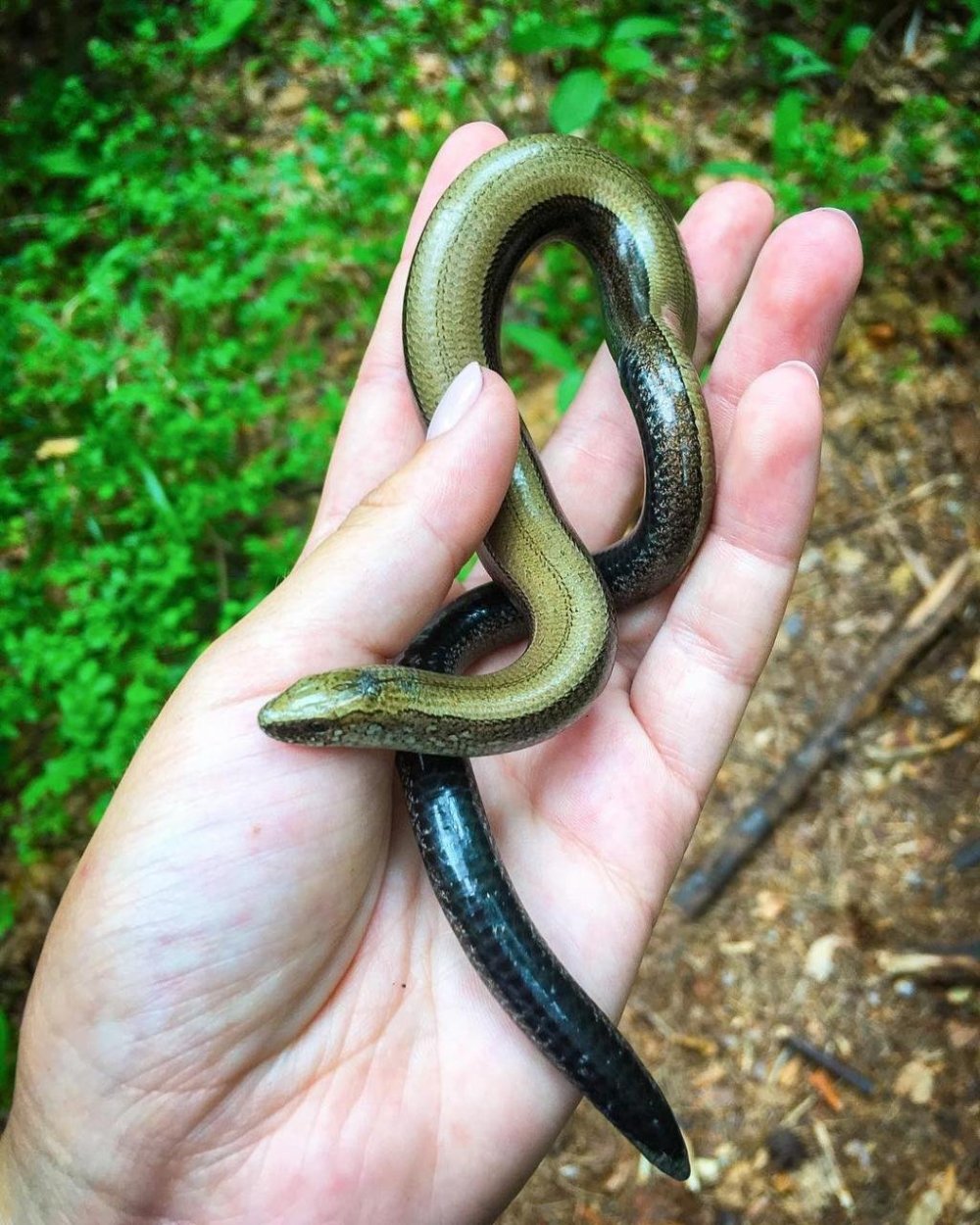Безногая ящерица веретеница