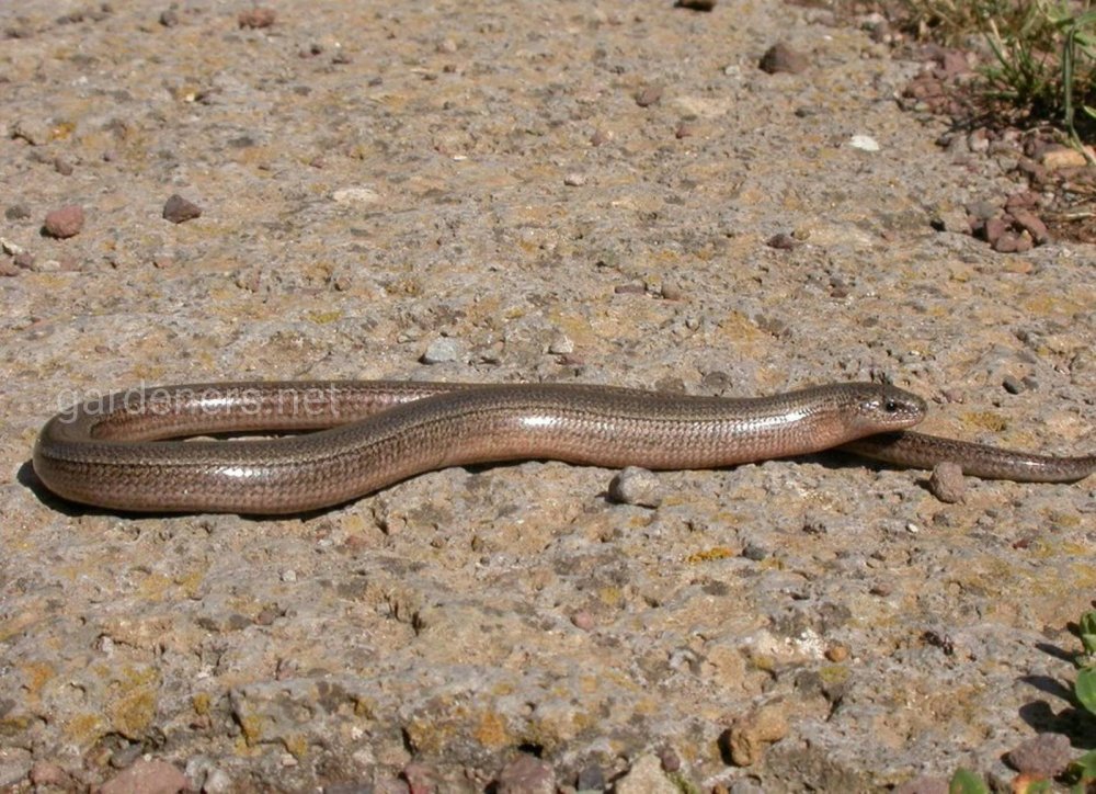 Обыкновенная медянка