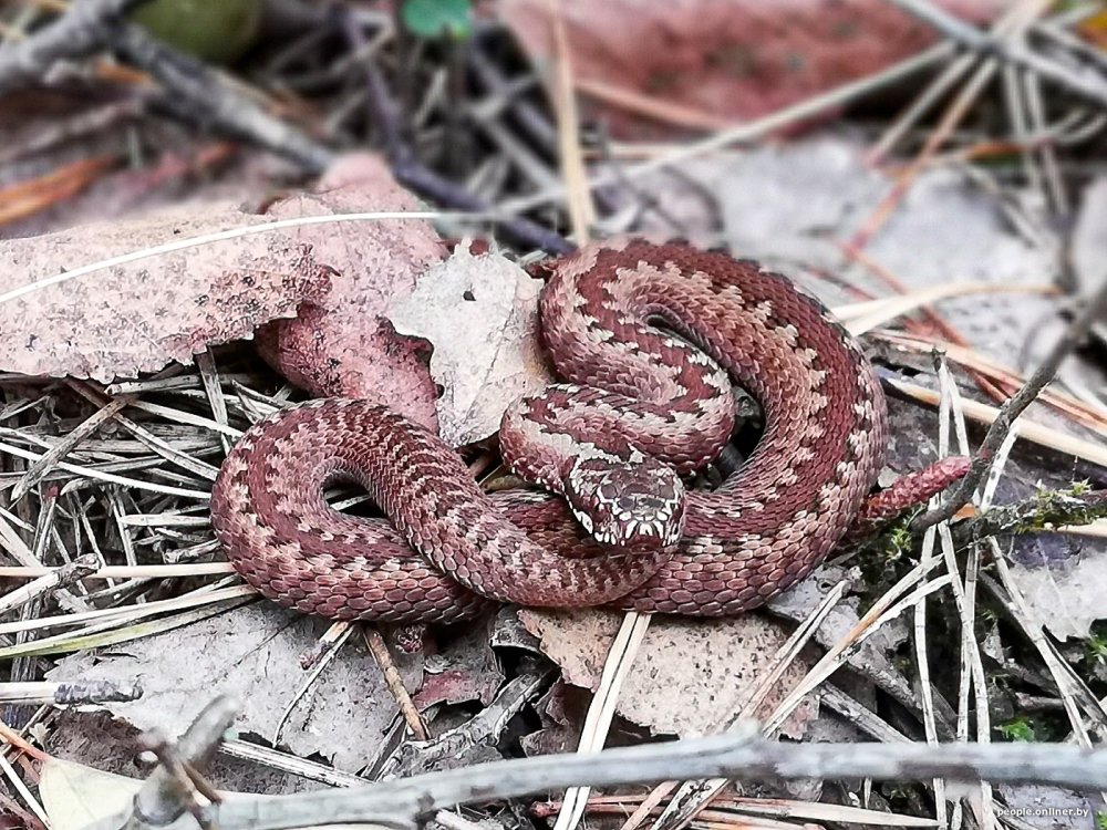 Медяница змея