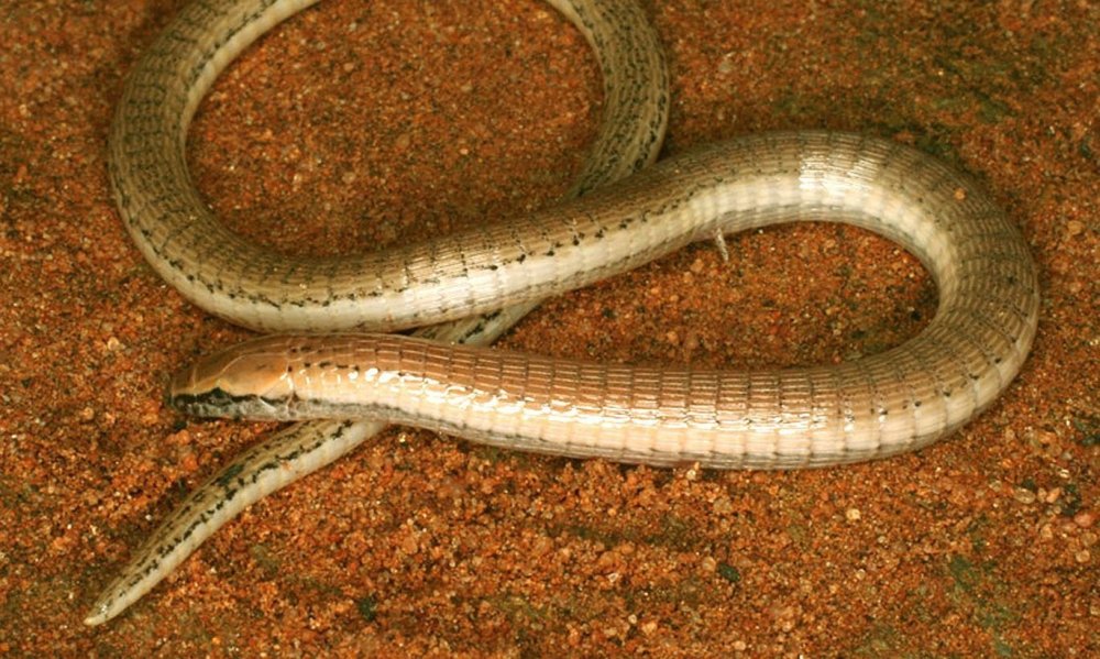 Безногая ящерица веретеница медянка