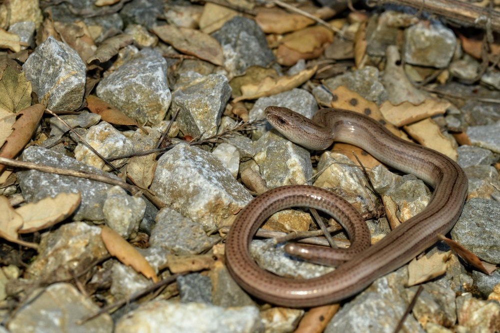 Хвост змеи на белом фоне