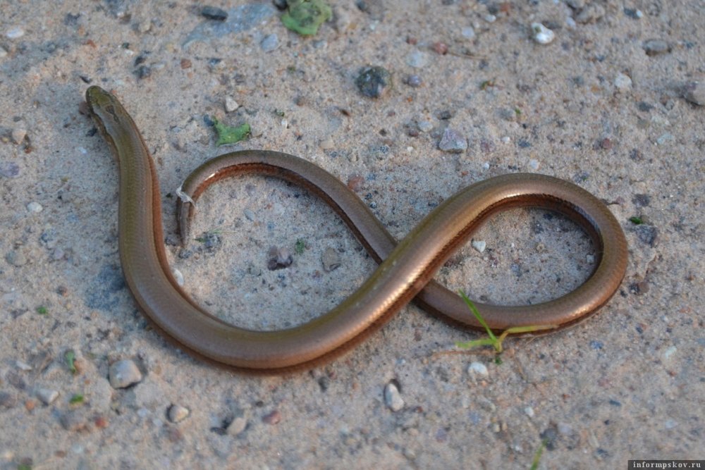 Ошейниковый эйренис змея