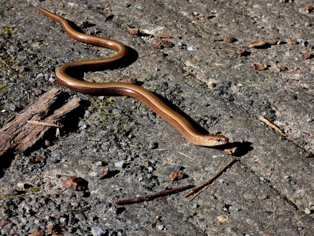 Веретеница ломкая ящерица