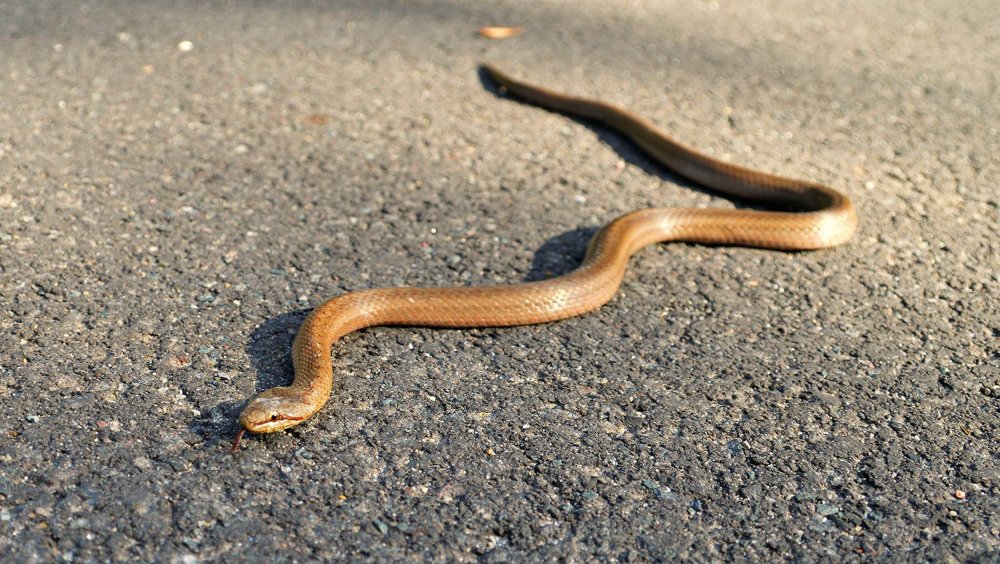 Безногая ящерица веретеница