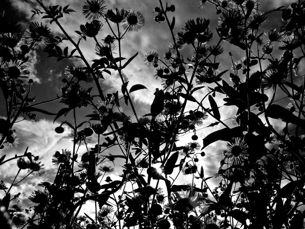 Черно белая Эстетика