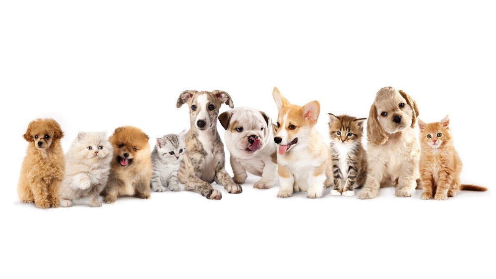 Много животных на белом фоне