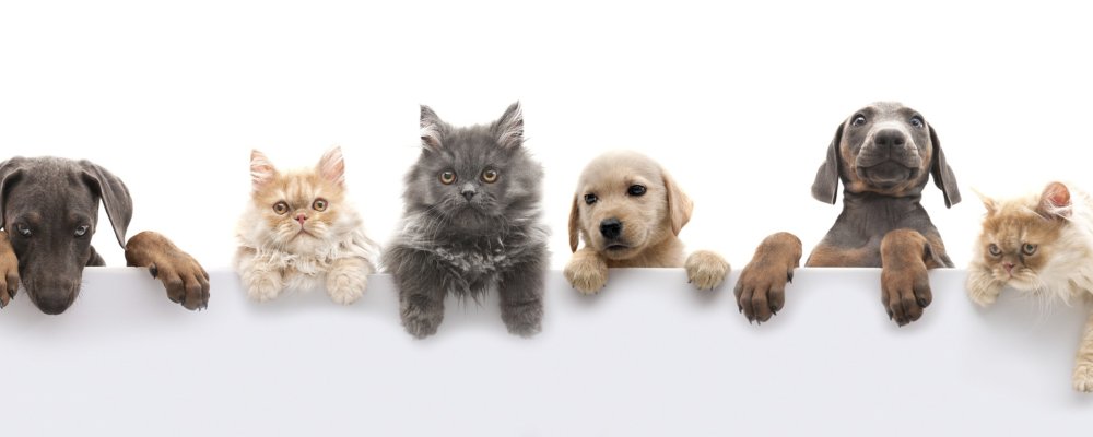 Кошки и собаки