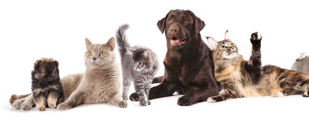 Фон с котиками