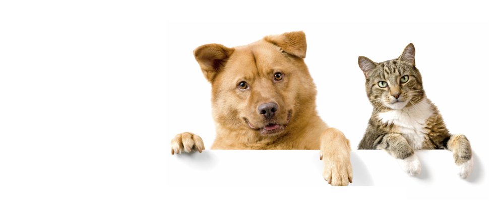 Фон для презентации кошки