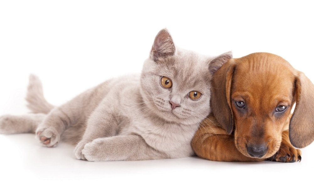 Счастливые собаки и кошки