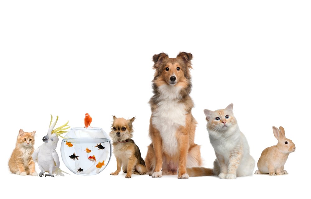 Принты с кошками